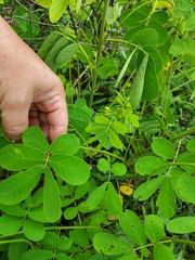 Senna obtusifolia