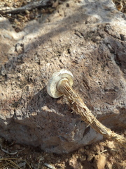 Battarreoides diguetii