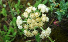 Antennaria anaphaloides