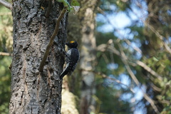 Picoides dorsalis