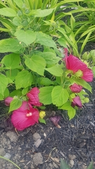 Hibiscus moscheutos