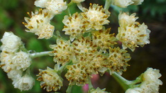 Antennaria anaphaloides