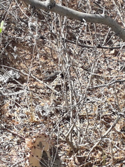 Aspidoscelis tesselatus