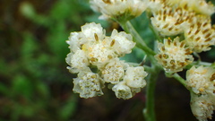 Antennaria anaphaloides