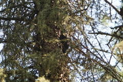 Picoides dorsalis