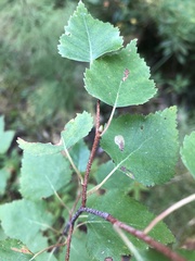 Betula neoalaskana