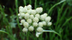Antennaria anaphaloides