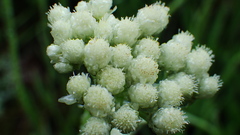 Antennaria anaphaloides