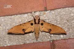Ambulyx ochracea