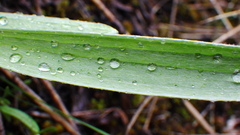 Antennaria anaphaloides