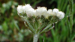 Antennaria anaphaloides