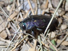 Chrysobothris gemmata