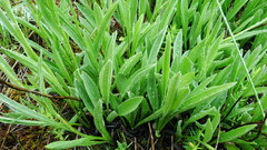 Antennaria anaphaloides