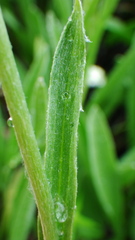 Antennaria anaphaloides