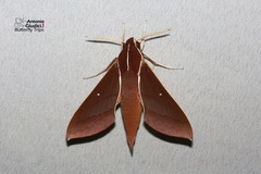 Theretra pallicosta