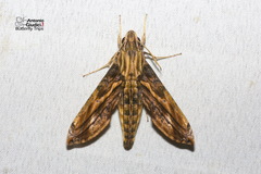 Eupanacra variolosa