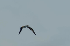 Sula nebouxii excisa