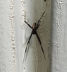 Latrodectus