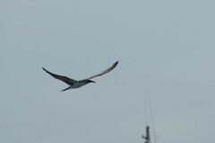 Sula nebouxii excisa