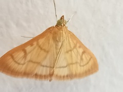 Helvibotys helvialis