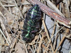 Chrysobothris gemmata