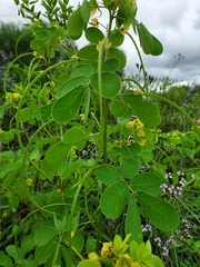 Senna obtusifolia