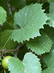 Vitis rotundifolia