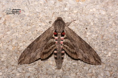 Agrius convolvuli