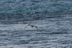 Anous stolidus galapagensis
