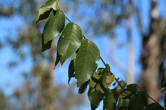 Bridelia leichhardtii