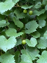 Vitis rotundifolia