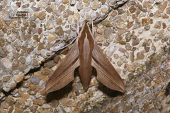 Hippotion boerhaviae