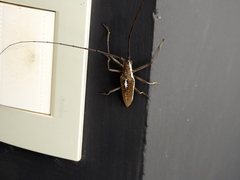 Neoptychodes trilineatus