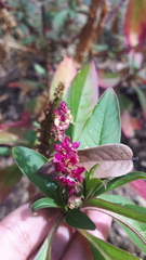 Phytolacca