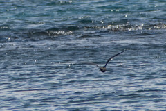 Anous stolidus galapagensis