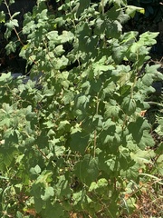 Ribes sanguineum