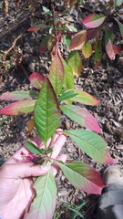 Phytolacca