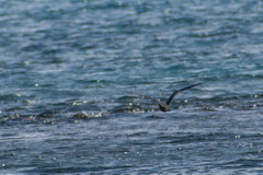 Anous stolidus galapagensis