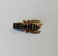 Polistes dominula