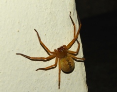 Curicaberis culiacan