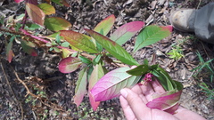 Phytolacca