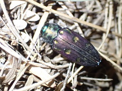 Chrysobothris gemmata