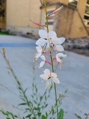 Oenothera lindheimeri