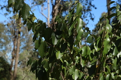 Bridelia leichhardtii