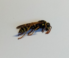 Polistes dominula