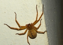 Curicaberis culiacan