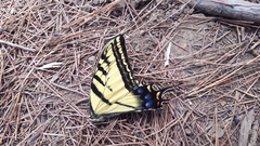 Papilio multicaudata multicaudata