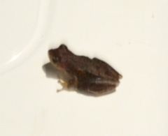 Tlalocohyla smithii