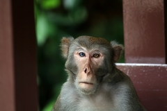 Macaca mulatta