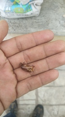 Phyllophaga